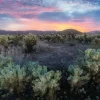 Hot Cactusveld bij zonsondergang fotobehang Bloemen
