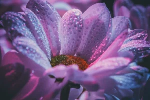 Fashion Chrysant bloem met dynamische kleuren fotobehang Tienerkamer | Hobbykamer