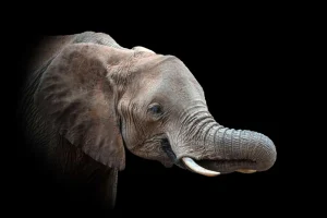 Best Close-up van olifant met een zwarte achtergrond fotobehang Gang