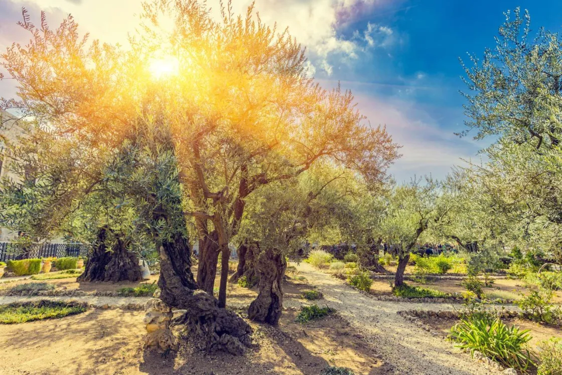 de_gethsemane_olijven_boo_0.webp New De Gethsemane olijven boomgaard bij zonsopkomst fotobehang Bloemen