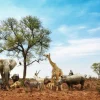Best Dieren in een droog landschap fotobehang Tienerkamer | Dieren