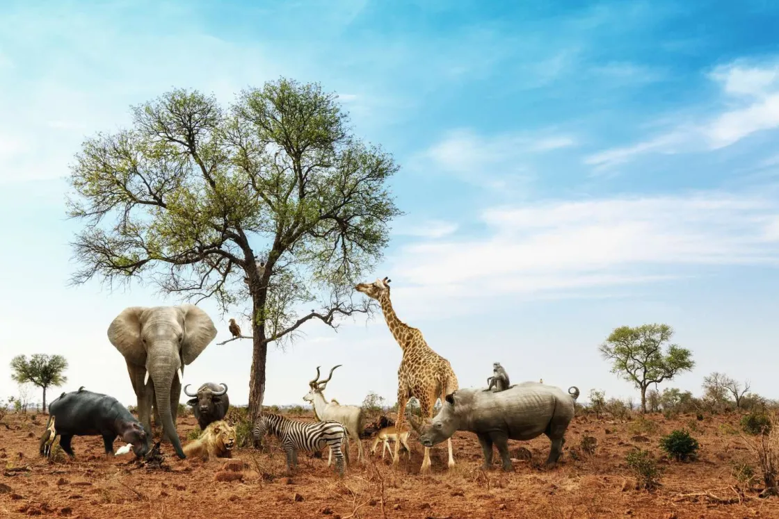 dieren_in_een_droog_lands_0.webp Best Dieren in een droog landschap fotobehang Tienerkamer | Dieren