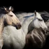 Best Drie paarden met een zwarte achtergrond fotobehang Tienerkamer | Kinderkamer