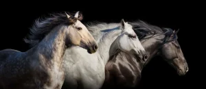 Best Drie paarden met een zwarte achtergrond fotobehang Tienerkamer | Kinderkamer