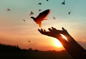 Sale Duif bij zonsondergang fotobehang Kunst & Design | Dieren
