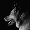 Outlet Duitse herdershond met een zwarte achtergrond fotobehang Tienerkamer | Dieren