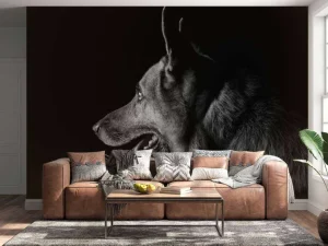 Outlet Duitse herdershond met een zwarte achtergrond fotobehang Tienerkamer | Dieren