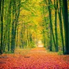Sale Een bosweg in de herfst fotobehang Bloemen