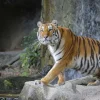 Hot Een grote Sumatraanse tijger fotobehang Kinderkamer