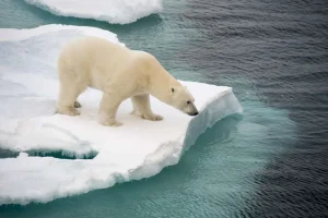New Een ijsbeer observeert de zee fotobehang Dieren