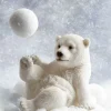 Outlet Een ijsbeer speelt met een sneeuwbal fotobehang Babykamer | Dieren