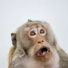 Discount Een verrast aapje fotobehang Dieren