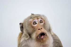 Discount Een verrast aapje fotobehang Dieren