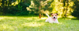 Discount Een vrolijke Jack Russell fotobehang Dieren
