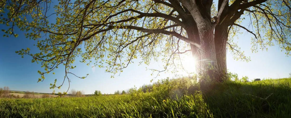 eik_in_gras_met_zonnige_a_0.webp Hot Eik in Gras met Zonnige Achtergrond fotobehang Bloemen