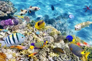 Sale Exotische vissen en koralen fotobehang Dieren