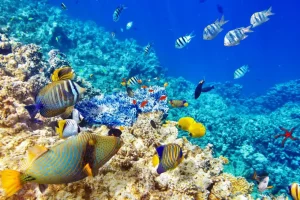 Sale Exotische vissen in de oceaan fotobehang Dieren