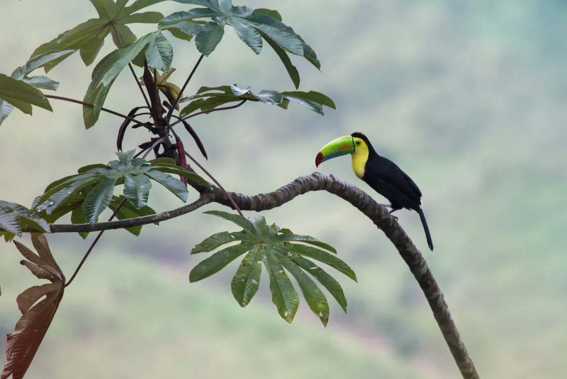 exotische_vogel_op_een_ta_0.webp Best Exotische vogel op een tak fotobehang Tienerkamer | Bloemen