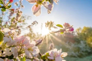 Hot Felle Zon achter Bloesem takjes fotobehang Bloemen