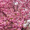 Online Felroze Bloesem fotobehang Bloemen