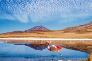 Online Flamingo's bij een meer fotobehang Dieren