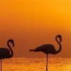 Clearance Flamingo's bij zonsondergang fotobehang Dieren