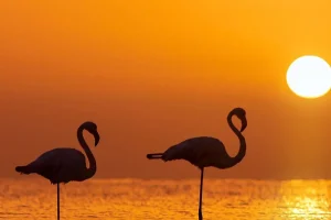 Clearance Flamingo's bij zonsondergang fotobehang Dieren