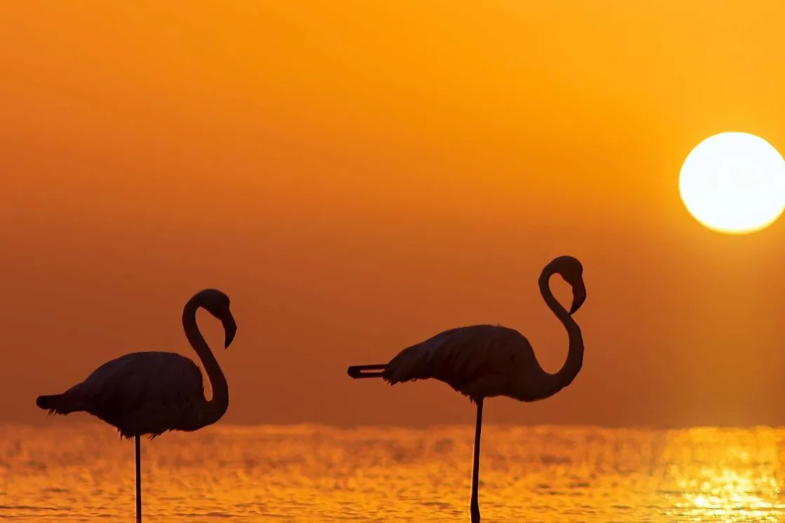 flamingos_bij_zonsonderga_0.webp Clearance Flamingo's bij zonsondergang fotobehang Dieren