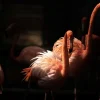 Fashion Flamingo's met een donkere achtergrond fotobehang Tienerkamer | Dieren