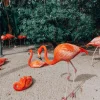 Outlet Flamingo's op een Caribisch eiland fotobehang Tienerkamer | Dieren