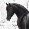 Outlet Fries Paard in de sneeuw fotobehang Kinderkamer | Dieren