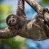 Fashion Gelukkige luiaard in het oerwoud fotobehang Dieren