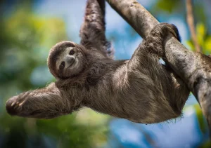 Fashion Gelukkige luiaard in het oerwoud fotobehang Dieren