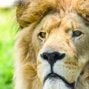 Online Gezicht van een Mooie Leeuw fotobehang Dieren