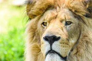 Online Gezicht van een Mooie Leeuw fotobehang Dieren