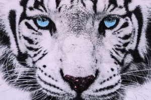 Best Gezicht van een Witte Tijger fotobehang Woonkamer | Dieren
