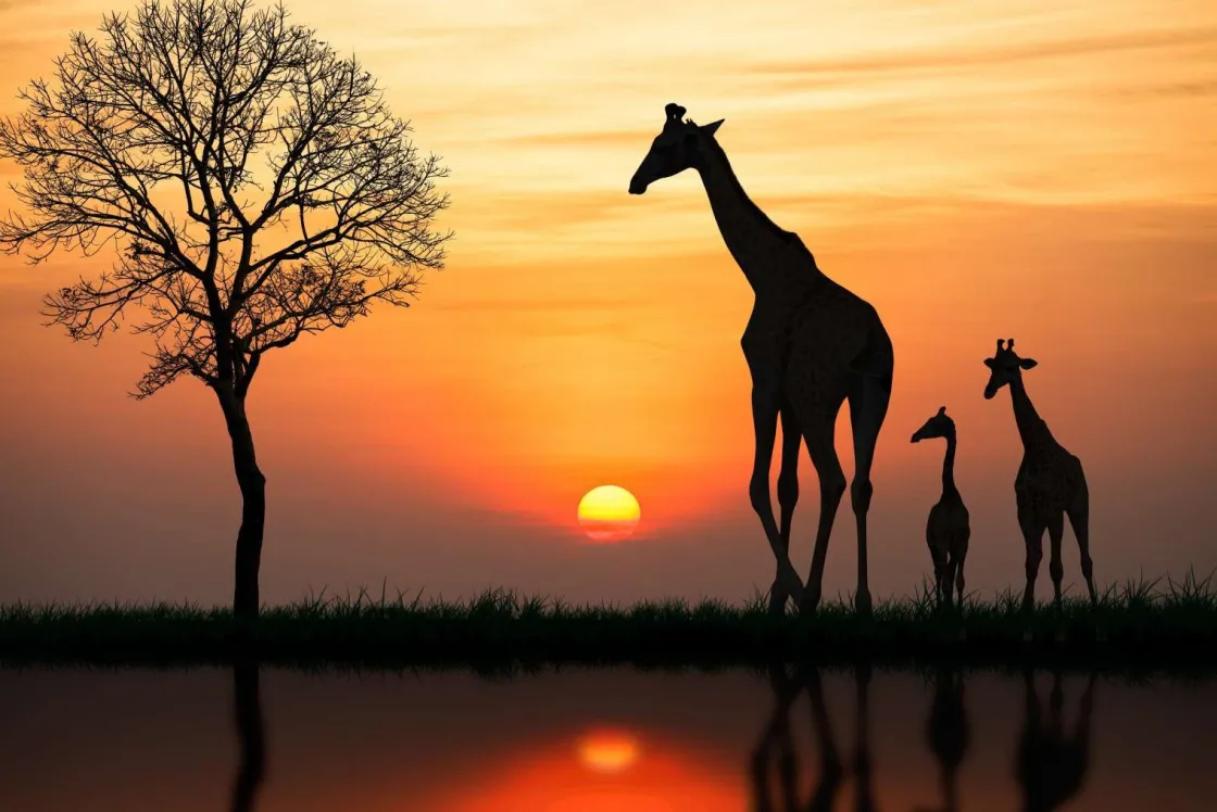 giraffe_achtergrond_met_z_0.webp Hot Giraffe achtergrond met zonsondergang fotobehang Dieren