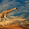 Hot Giraffe in Zuid-Afrika lopend op zand fotobehang Dieren