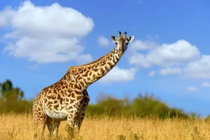 Discount Giraffe met grappige houding fotobehang Dieren