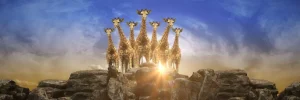 Outlet Giraffen bij zonsondergang fotobehang Dieren | 3d