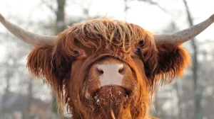 Online Grappige Portretfoto van Hooglander fotobehang Dieren