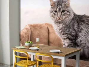 Best Grijze kat zit in een mand fotobehang Tienerkamer | Dieren