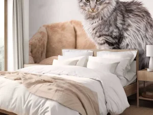 Best Grijze kat zit in een mand fotobehang Tienerkamer | Dieren