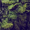 Discount Groene Monstera Bladeren fotobehang Bloemen