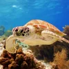 Discount Groene zeeschildpad aan het zwemmen fotobehang Dieren
