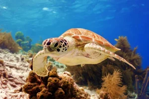 Discount Groene zeeschildpad aan het zwemmen fotobehang Dieren