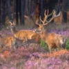 Outlet Groep herten op de Veluwe fotobehang Dieren