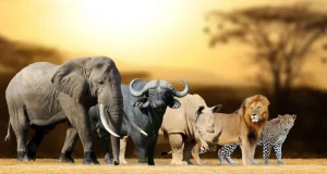 Best Grote Afrikaanse dieren fotobehang Dieren