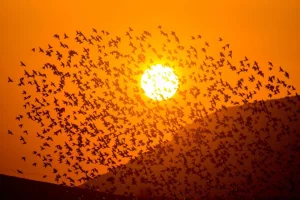 Discount Grote groep vogels bij zonsondergang fotobehang Dieren