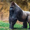 Discount Grote mannelijke gorilla fotobehang Dieren